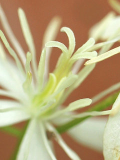 センニンソウ(仙人草)(2-7) 白色の花 雌しべが4本のもの(撮影日：2023年9月21日) 