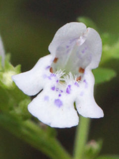 カラミンサ・ネペタ クリノポディウム・ネペタ(1-2) 白色の花 雄しべと雌しべ(撮影日：2024年9月20日) 