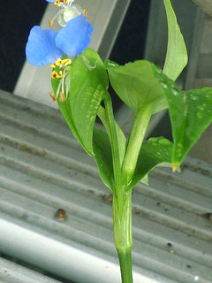 ツユクサ (露草)(7) 青色の花 苞葉と茎を抱く葉鞘(撮影日：2013年7月8日 午前8時38分) 