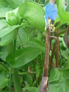 ツユクサ(露草)(4-2) 青色の花 葉や茎の様子(撮影日：2017年9月16日 午後1時54分) 