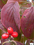 ハナミズキ (花水木) 　ハナミズキの実　赤色の実 (撮影日：2008年10月7日) 