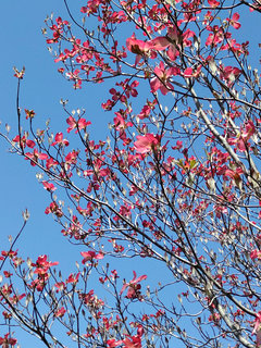 ハナミズキ(花水木)(4-1) ピンク色の花 葉が展開する前の様子(撮影日：2021年4月9日) 