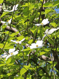 ハナミズキ(花水木)(1-1) 白色の花(撮影日：2021年4月21日) 