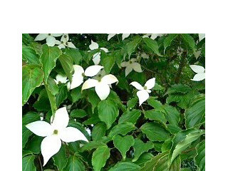 ヤマボウシ(山法師)(1-2) 白色の花 全体の様子(撮影日：2008年6月15日) 