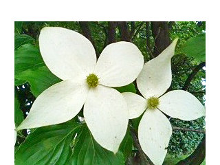 ヤマボウシ(山法師)(1-1) 白色の花(撮影日：2008年6月15日) 