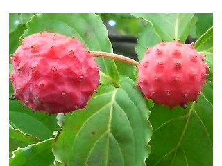 ヤマボウシ(山法師)(2) ヤマボウシの実　赤色の果実(撮影日：2008年9月28日) 