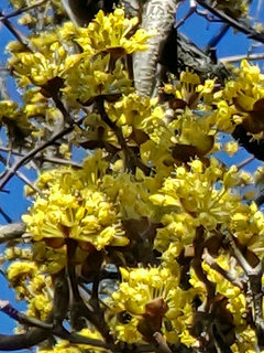 サンシュユ(山茱萸)(1-2) 黄色の花 花の拡大(撮影日：2021年3月3日) 