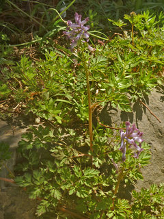 ムラサキケマン(紫華鬘)(1-9) 長く伸びた茎の様子(撮影日：2020年4月6日) 