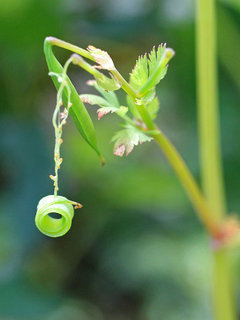 ムラサキケマン(紫華鬘)(1-5) 果実が弾け種が飛んだ後の様子(撮影日：2022年5月5日) 