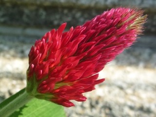 クリムソンクローバー　赤色の花 (撮影日：2013年4月12日) 