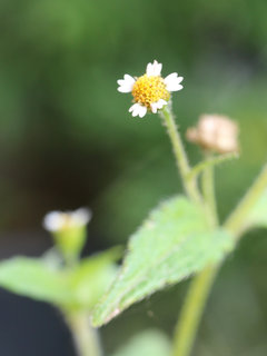 ハキダメギク(掃溜菊)(1-1) 白色の花(撮影日：2024年10月2日) 