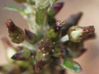 ウラジロチチコグサ(裏白父子草)(1-2) 茶色の花 筒状花(管状花)の様子(撮影日：2021年3月24日)