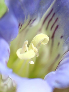 フデリンドウ(筆竜胆)(1-2) 紫色の花 雄しべと雌しべの様子(撮影日：2021年4月21日) 