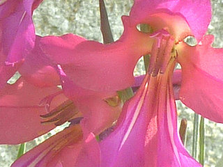 グラジオラス・コミュニス・ビザンティヌス 春咲きグラジオラス(1-2) 赤紫色の花 雄しべと雌しべの拡大(撮影日：2015年5月8日) 