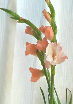 グラジオラス トウショウブ(唐菖蒲) オランダアヤメ(2-2) ピンク色の花 切花(撮影日：2014年3月22日) 