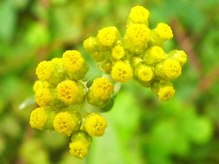 ハハコグサ (母子草) (2) 黄色の花 花の拡大 (撮影日：2013年6月25日) 