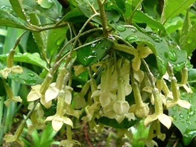 ビックリグミ (2) 白色 (撮影日:2008年4月17日)