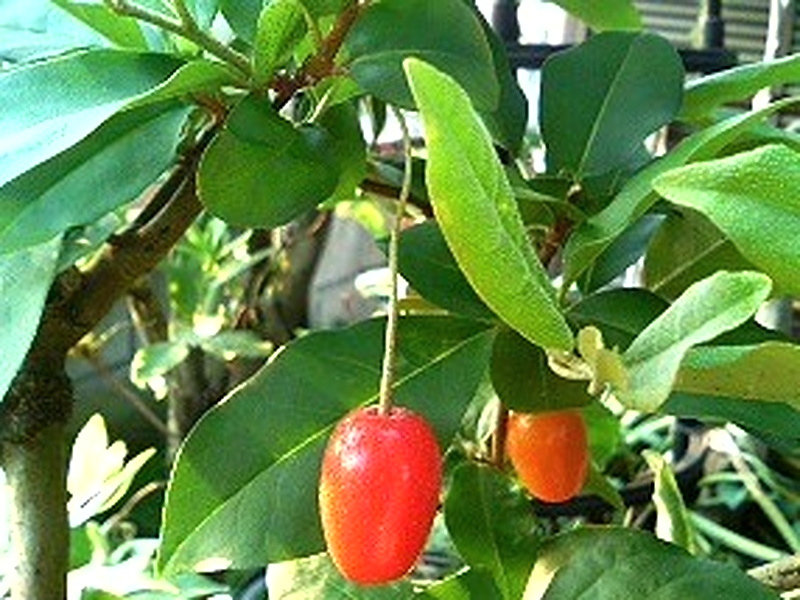 ビックリグミ (2) 実 赤色 (撮影日:2008年5月27日)