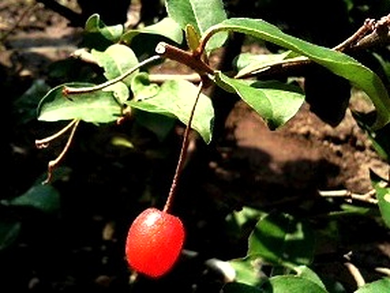 グミ (1) 実 赤色 (撮影日:2008年6月14日)