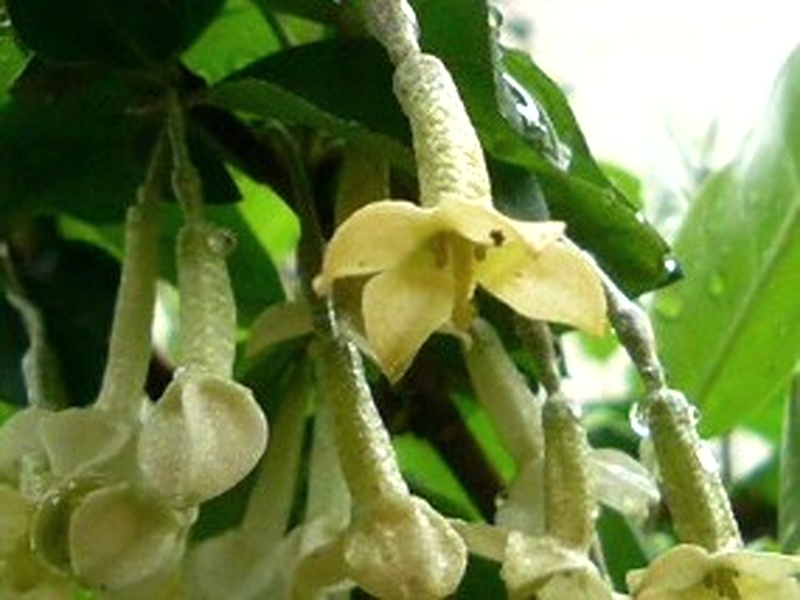 ビックリグミ (2) (撮影日:2008年4月17日)