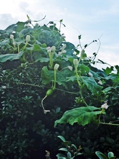 カラスウリ (烏瓜) 　白色の花 (撮影日：2014年8月4日) 