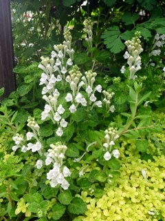 コバノタツナミ (小葉立浪) 　白色の花 (撮影日：2014年5月6日) 