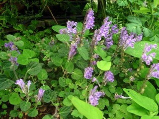 コバノタツナミ (小葉立浪) 　紫色の花 (撮影日：2012年--月--日) 