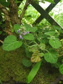 コバノタツナミ (小葉立浪) 　紫色の花 (撮影日：2012年--月--日) 