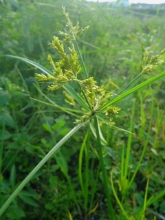 コゴメガヤツリの花 (2) (小米蚊帳吊) 　緑色 (撮影日：2012年9月) 