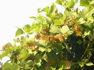 クズ (葛) 赤色 (撮影日:2012年10月5日)
