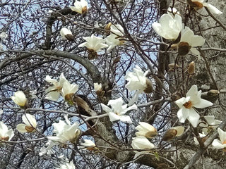 コブシ(辛夷)マグノリア・コブス(1-1)　白色の花(撮影日：2021年3月19日) 