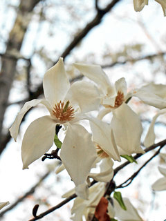 コブシ(辛夷)マグノリア・コブス(1-3)　白色の花　花の拡大(撮影日：2021年3月23日) 