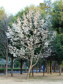 コブシ(辛夷)マグノリア・コブス(1-5)　白色の花　全体の様子(撮影日：2021年3月23日) 