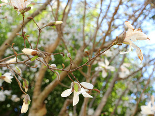 コブシ(辛夷)マグノリア・コブス(1-4)　白色の花　花を横から見た様子(撮影日：2021年3月24日) 