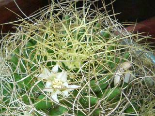 琴糸丸 (キンシマル、コトイトマル)(1-1) 白色の花(撮影日：2008年12月15日) 