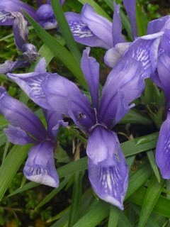 マンシュウコアヤメの花 (1) 　紫色 (撮影日：2013年4月6日) 