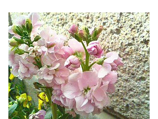 ストック アラセイトウ(紫羅欄花)(1) 八重咲き 薄いピンク色の花(撮影日：2008年4月9日) 