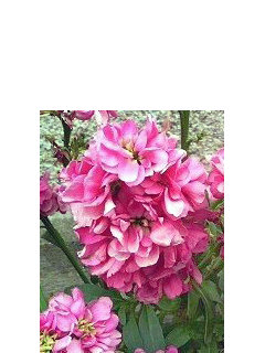 ストック アラセイトウ(紫羅欄花)(3) 八重咲き ピンク色の花 (撮影日：2008年5月1日) 