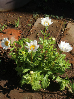 ノースポールギク(寒白菊) クリサンセマム・パルドーサム マウランセマム(1-5) 白色の花 全体の様子 高さ(撮影日：2024年1月30日) 