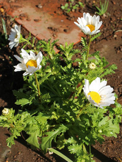 ノースポールギク(寒白菊) クリサンセマム・パルドーサム マウランセマム(1-1) 白色の花(撮影日：2024年1月30日) 