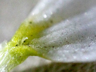 ノースポールギク(寒白菊) クリサンセマム・パルドーサム マウランセマム(1-2) 白色の花(撮影日：2024年2月7日) 