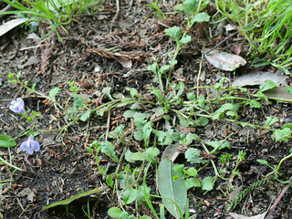 ムラサキサギゴケ(紫鷺苔)(1-3) 紫色の花 ほふく枝、走出枝の様子(撮影日：2021年4月21日) 