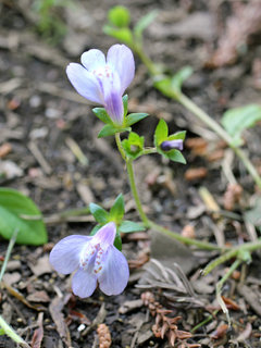 ムラサキサギゴケ(紫鷺苔)(1-1) 紫色の花(撮影日：2021年4月21日) 