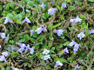 ムラサキサギゴケ(紫鷺苔)(2-1) 紫色の花(撮影日：2021年4月21日) 