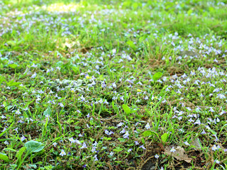 ムラサキサギゴケ(紫鷺苔)(2-2) 紫色の花 群生する様子(撮影日：2021年4月21日) 