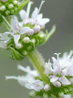 アップルミント マルバハッカ(丸葉薄荷)(1-2) 白色の花 穂状花序の拡大(撮影日：2022年7月13日) 