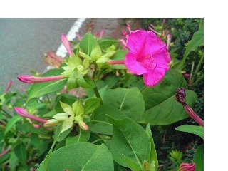 オシロイバナ (白粉花) (1-1)　ピンク色の花 (撮影日：2008年8月4日) 