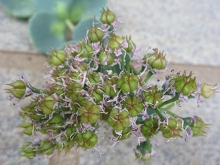 ミセバヤ 花が終わった後 (撮影日:2012年11月28日)