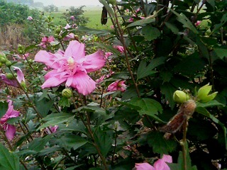 ムクゲ (木槿) (2) 　ピンク色　八重咲き (撮影日：2008年8月4日) 