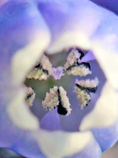 ムスカリ・アルメニクム ブドウムスカリ グレープヒヤシンス(2) 紫色の花 閉じている柱頭(撮影日：2022年4月2日) 